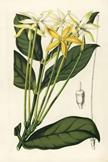Oxyanthus tubiflorus
