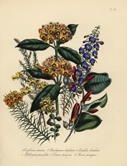Oxylobium, brachysema and euchilus species