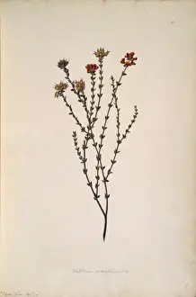 Oxylobium cordifolium