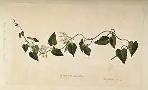 Gentianales Prints: Oxypetalum banksii