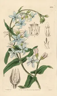 Jackson Prints: Oxypetalum coeruleum