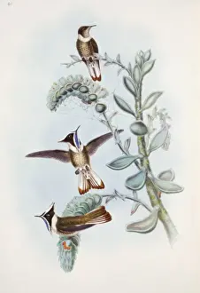 Apodiformes Prints: Oxypogon guerinii cyanolaemus, bearded helmetcrest