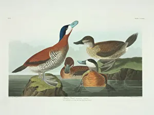 Anatidae Gallery: Oxyura jamaicensis, ruddy duck
