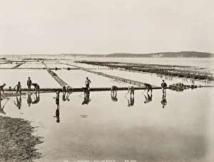 Oyster beds and fishermen, Arcachon, France