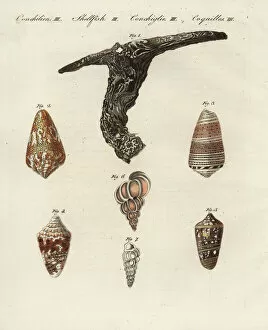 Oyster, cone and wentletrap shells