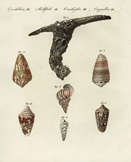 Oyster, cone and wentletrap shells