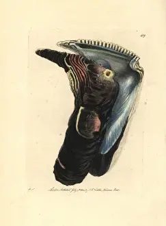 Oyster, Isognomon isognomum