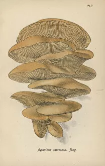Account Gallery: Oyster mushroom, Agaricus ostreatus