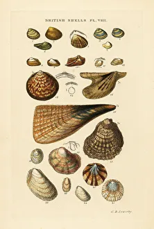 Gastropod Prints: Oyster, Ostrea vulgaris, pen shell, Pinna pectinata, etc