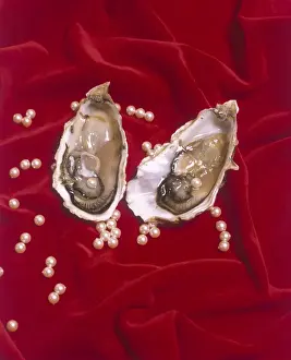 Oyster Shell and Pearls