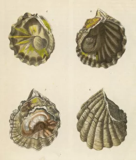 Shell Collection: Four oyster shells