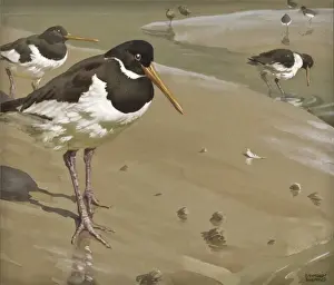 Wader Prints: Oystercatchers