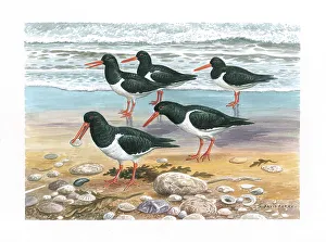 Parry Prints: Oystercatchers British Birds Watercolour painting