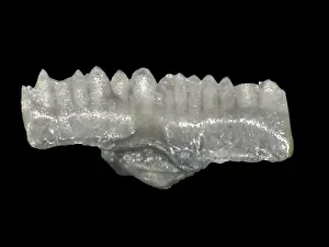 Bryozoan Prints: Ozarkodina remscheiddensis eosteinhornensis