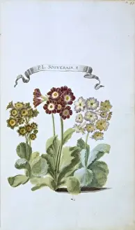 Johann Gottfried Prints: P. L. Souverain. S. primula