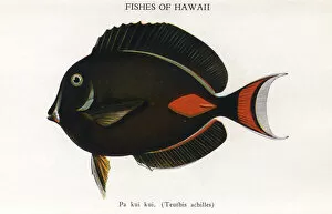 Achilles Gallery: Pa Kui Kui, Fishes of Hawaii