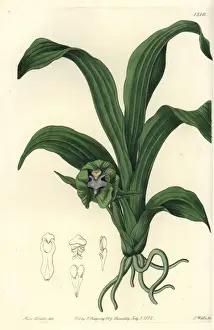 Viridis Prints: Pabstia viridis orchid