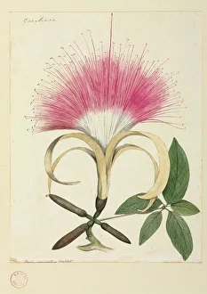 Malvales Collection: Pachira aquatica, Malabar or Guyana chestnut