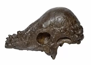 Cerapoda Collection: Pachycephalosaurus skull