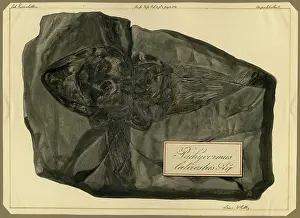 Lias Prints: Pachycormus latirostris Agassiz