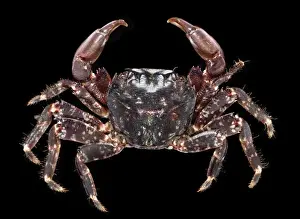 Pachygrapsus marmoratus, marbled rock crab