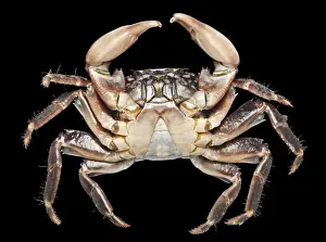 Claw Prints: Pachygrapsus marmoratus, marbled rock crab