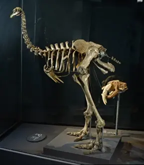Cenozoic Prints: Pachyornis elephantophus, moa bird