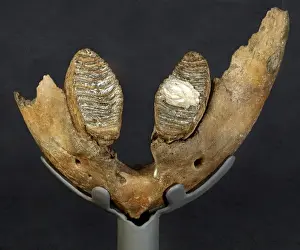 Pachyornis elephantopus, heavy-footed moa