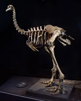 Quaternary Epoch Prints: Pachyornis elephantopus, heavy-footed moa