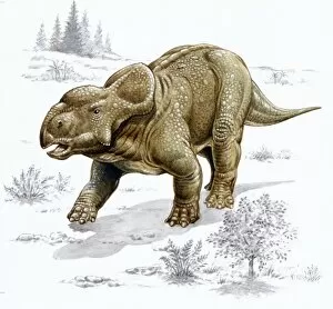 Cerapoda Collection: Pachyrhinosaurus