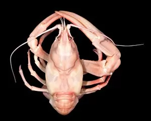 Pacifastacus leniusculus, signal crayfish