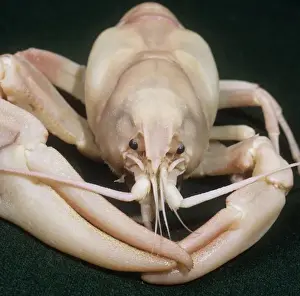Pacifastacus leniusculus, signal crayfish