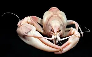 Pacifastacus leniusculus, signal crayfish