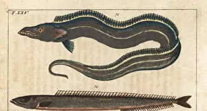 Lepturus Prints: Pacific cutlassfish and sand eel