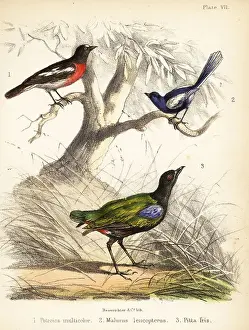 Pacific robin, white-winged fairywren and rainbow pitta