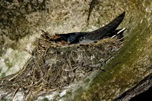 Nests Prints: Pacific Swallow (adult) in its nest, built in a