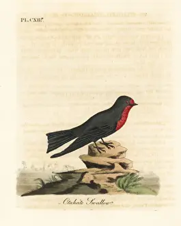 Hirundo Prints: Pacific swallow, Hirundo tahitica