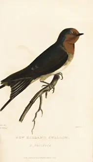 Hirundo Prints: Pacific swift, Apus pacificus