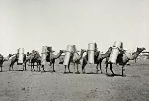 Saddle Collection: Pack camels for transporting goods, Australia