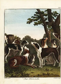Recreation And Amusement Prints: A pack of fox hounds before a hunt, 18th century