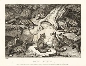 Gay And Phaedrus Prints: A pack of foxes meeting in a forest