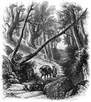 Images Dated 17th August 2012: Pack Horse, Yorkshire