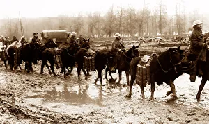 Pack horses carrying ammunition near Aveluy Wood