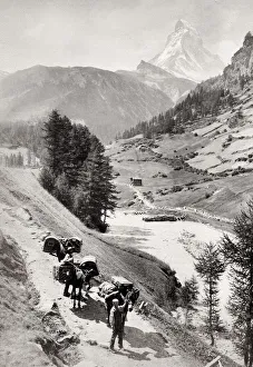 Mules Prints: Pack mules trekking below the Eiger mountain