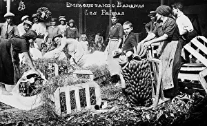 Crates Prints: Packing bananas, Las Palmas, Gran Canaria, Canary Islands