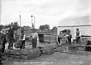 Packing Prints: Packing Eels for Shipment, Toome