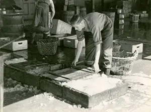 Packing Fish in Ice