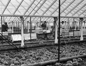 Packing Lettuces