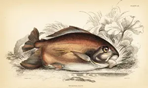 Pacu or pacupeba, Myleus pacu