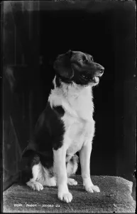 Texture Prints: Paddy the Dog